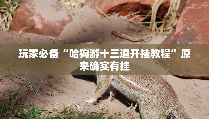 玩家必备“哈狗游十三道开挂教程”原来确实有挂