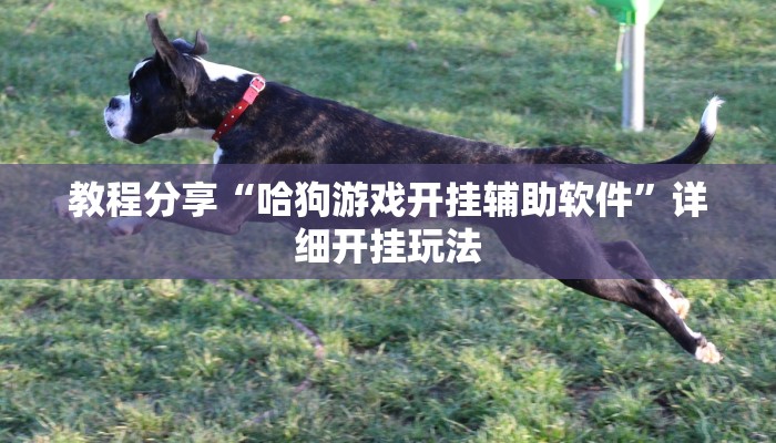 教程分享“哈狗游戏开挂辅助软件”详细开挂玩法