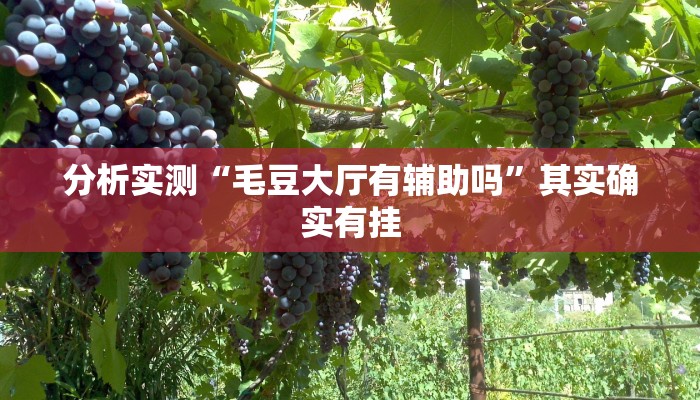 分析实测“毛豆大厅有辅助吗”其实确实有挂